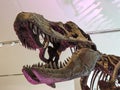 Head fossil of a tyrannosaurus rex Royalty Free Stock Photo