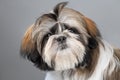 Head of a four month old shih tzu puppy