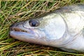 Head of freshly caught fish pike perch ordinary close-up Royalty Free Stock Photo