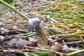 Head of fresh garlic on a background of garlic decomposed