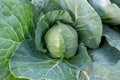 A head of fresh green cabbage grown in the field. Close-up view of the cabbage from above. Royalty Free Stock Photo