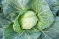 A head of fresh green cabbage grown in the field. Close-up view of the cabbage from above. Royalty Free Stock Photo