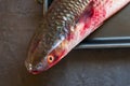 Head fresh raw fish mullet on black background Royalty Free Stock Photo