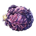 Head of fresh red cabbage or purple cabbage plant, brassica oleracea or blaukraut. Healthy vegetarian food, isolated