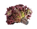 Head of fresh red coral lettuce in plastic container isolated on white Royalty Free Stock Photo