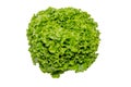 Head of salad on white background