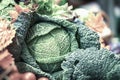 Head of fresh savoy cabbageon farmers market. Top view, natural background of fresh organic vegetables. Royalty Free Stock Photo