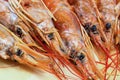 Head fresh shrimps large red, brewing snack, base Bisk soup traditional dish of spain and italy Royalty Free Stock Photo