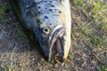 Head of Freshly caught trout lying on the grass