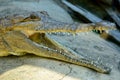 Head of freshwater crocodile Crocodylus johnsoni Royalty Free Stock Photo