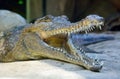 Head of freshwater crocodile Crocodylus johnsoni Royalty Free Stock Photo