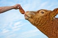 Head of friendly cattle Royalty Free Stock Photo