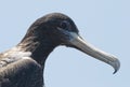 Head of a frigate bird