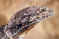 Head of a frilled-necked lizard dragon in profile view Royalty Free Stock Photo