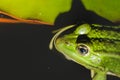 Head of a frog in water lily leaves/head of a frog in water green lily leaves, top view Royalty Free Stock Photo