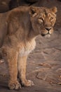 Lioness is a strong and beautiful animal, demonstrates emotions