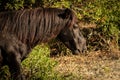 A Wild Black Horse with Shaggy Mane Standing in Wild Grass and Bushes On a Beach at Corolla, North Carolina Royalty Free Stock Photo