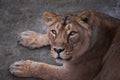 Lioness is a strong and beautiful animal, demonstrates emotions