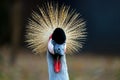 Head in frontal view with a radial crest of a black crowned crane balearica pavonina shining in the bright sun