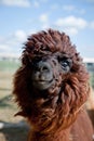 Head of a funny Alpaca Royalty Free Stock Photo