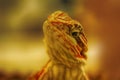Head of the funny Bearded Dragon lizard, close-up Royalty Free Stock Photo