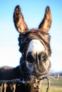 Donkey close up at blue sky