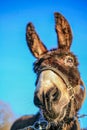 Donkey close up at blue sky