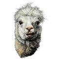 Head of a funny cute Alpaca or llama with protruding teeth