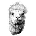 Head of a funny cute Alpaca or llama with protruding teeth