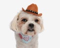 head of funny shih tzu wearing hat and scarf