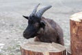 Head of funny silly black goat stands near logs Royalty Free Stock Photo
