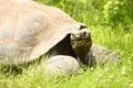 Head of Galapagos Giant Tortoise Royalty Free Stock Photo