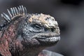 Head of a Galapagos iguana Royalty Free Stock Photo