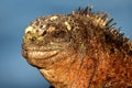Head of a Galapagos marine iguana Royalty Free Stock Photo