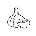 Head of garlic with clove. Black doodle icon of spicy vegetable. Hand drawn simple illustration for food packaging design. Contour