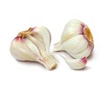 Head of garlic. Isolated vector i