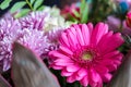 Head of gerbera daisy flower. Macro photo 2 Royalty Free Stock Photo