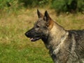 Head of german shepherd. Royalty Free Stock Photo