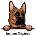 Head German Shepherd Dog - dog breed. Color image of a dogs head isolated on a white background Royalty Free Stock Photo