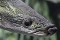 Head giant arapaima closeup