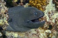 The head of a giant Moray eel that opened its mouth with sharp teeth Royalty Free Stock Photo