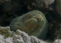 The head of the giant moray eel Royalty Free Stock Photo