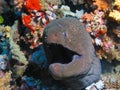 Head of Giant Morey Eel Royalty Free Stock Photo