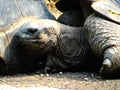 Head of a giant tortoise on galapagos islands Royalty Free Stock Photo