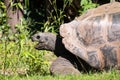 Head of a giant tortoise Royalty Free Stock Photo