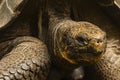 The head of a Giant Tortoise Royalty Free Stock Photo