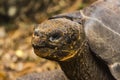 The head of a Giant Tortoise Royalty Free Stock Photo