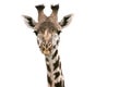 Giraffe in Tanzania, Giraffe Head isolated on white Royalty Free Stock Photo