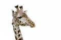 Giraffe head isolated on white Royalty Free Stock Photo