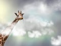 The head of a giraffe above white clouds in gray sky Royalty Free Stock Photo